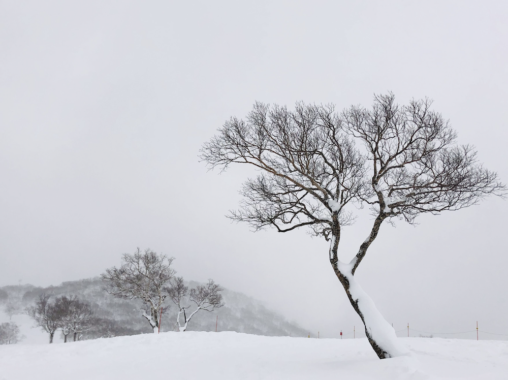 Trees in Hokkaido by Gang Chen